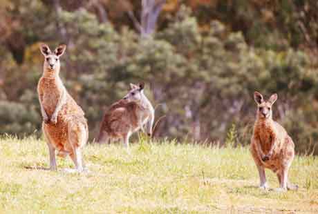 Places to go in Australia & the Pacific