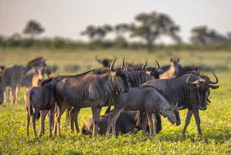 Places to go in Middle East & Africa